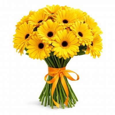 Гербера желтая