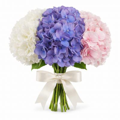 Гортензия Микс 1