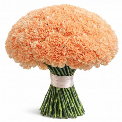 Гвоздика кремовая