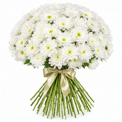 Хризантема кустовая белая
