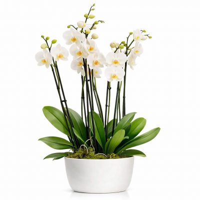Орхидея в горшке «Белая»