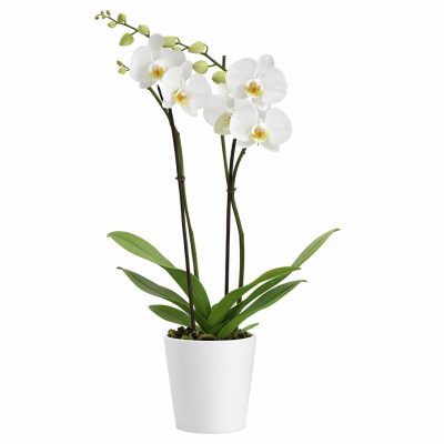 Орхидея в горшке «Светло-белая»