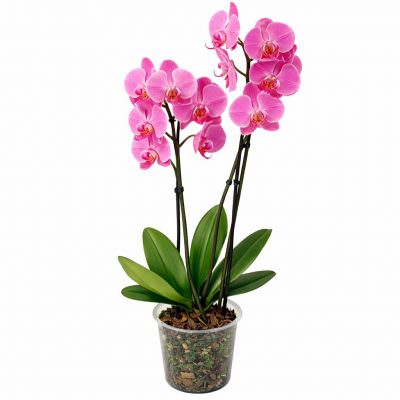 Орхидея в горшке «Ярко-розовая»