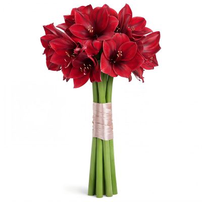 Амариллис красный
