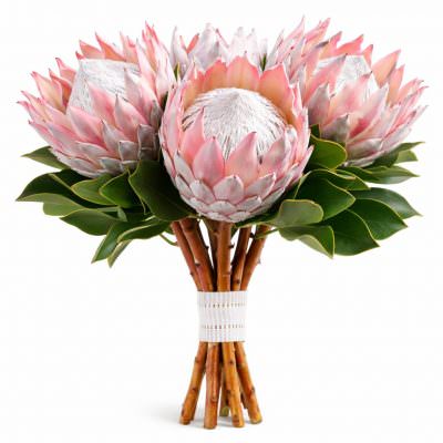 Протея нежно-розовая