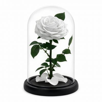 Роза в колбе белая