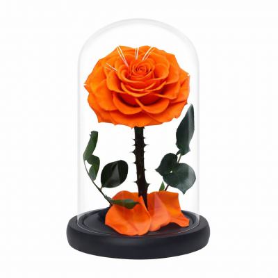 Роза в колбе оранжевая