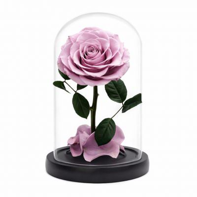 Роза в колбе пурпурная